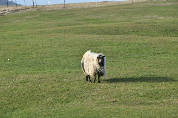 O vento parece pentear a lâ de ovelha em campo gramado na ilha de Heimaey, no sul da Islândia